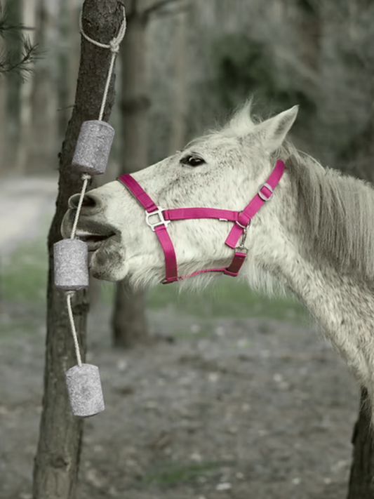 Natūralus žirgų skanėstas ant virvės